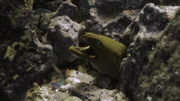 Underwater Shot Galapagos Islands Shows Fine Spotted Moray — Stockvideo