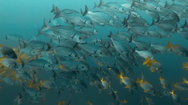 Dense Group Blue Silver Fish Schooling Pacific Ocean — Stockvideo