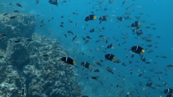 Beautiful Underwater View Group Fish Swimming Corals — Vídeos de Stock