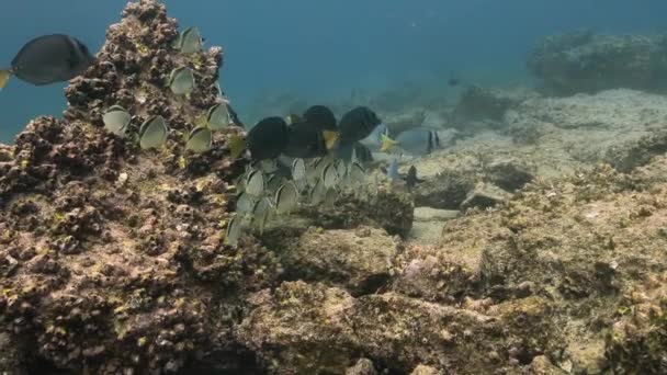 Underwater View Pacific Ocean Group Fish Swimming — Wideo stockowe