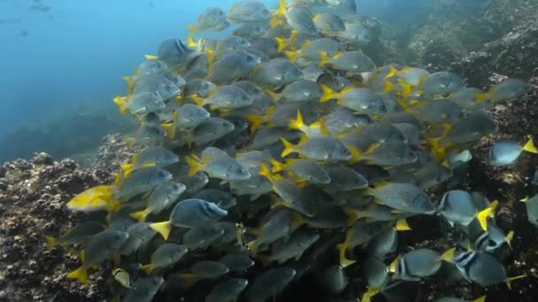 Blue Fish Swimming Large Colony Galapagos Heritage Site — Wideo stockowe