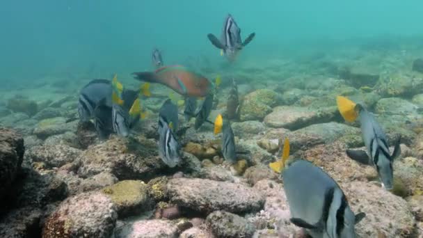 Closeup Shot Showing Group Fish Swimming Shallow Waters — Stock Video