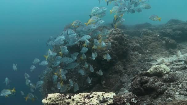 Group Blue Fish Swimming Galapagos Islands — Vídeo de Stock