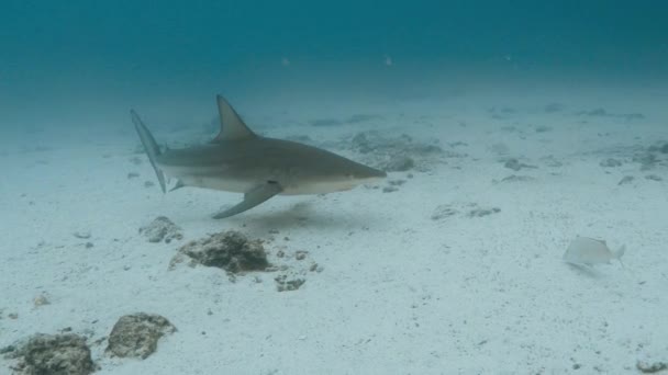 Καρχαρίας Των Γκαλαπάγκος Στον Ειρηνικό Κολυμπούσε Μόνος — Αρχείο Βίντεο