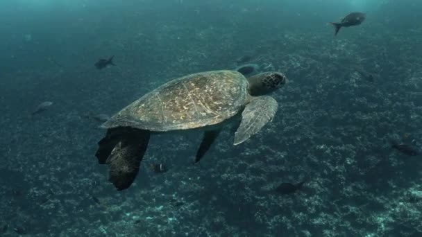 Closeup Shot Sea Turtle Galapagos — Stockvideo