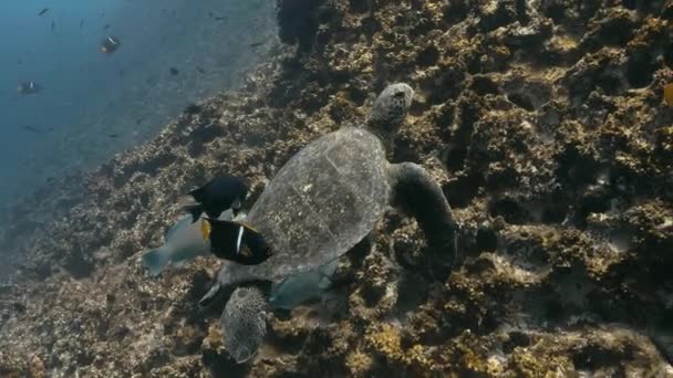 Галапагосская Черепаха Плавает Тихом Океане Другими Рыбами — стоковое видео