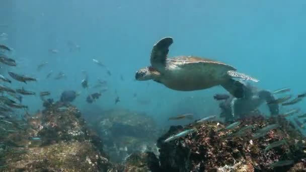 Galapagos Turtle Swimming Ocean School Fish — Stockvideo