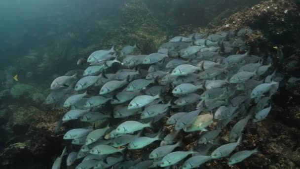Beautiful View Swarm Golden Eye Grunt Fish Swimming — Stockvideo