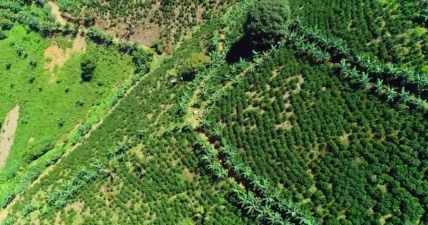 Wide Verdant Mountains Covered Coffee Plants South America — Vídeo de stock