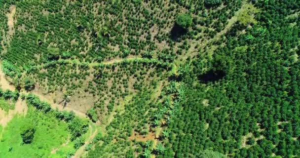 Drone Shot Scanning Coffee Shrubs Farms Tropical Area — Vídeo de Stock