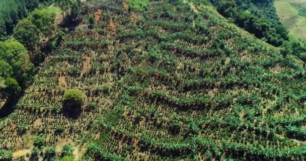 Top View Sky Large Coffee Farm South America — Video