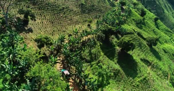 Aerial Shot Colombian Coffee Farm Green Car Road — Stockvideo