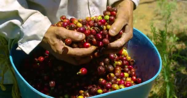 Man Carrying Red Green Picked Coffee Grounds Bucket — Stock video