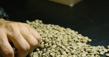 Man checking out uncooked coffee beans with his hand before roasting.
