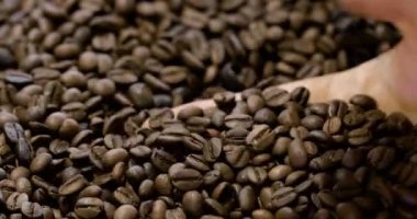 A close view of a hand examining dark brown coffee full grains.
