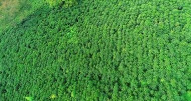 An enormous space of green farms planted with dense coffee plants.