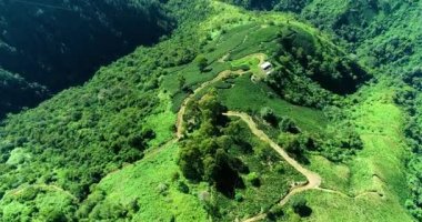Wide verdant mountains covered with long trees and grasslands.