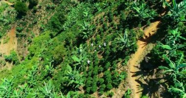An aerial shot of farmers picking ripe coffee grounds on a sunny day.