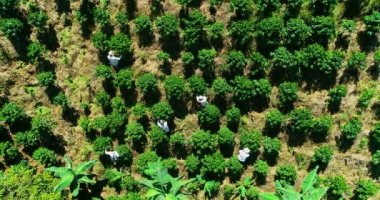 Vertical view of workers harvesting coffee plants in American heights.