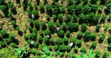 Steady shot of Colombian farmers picking coffee beans from the plants.