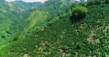 Drone shot of the green tropical mountains planted with coffee shrubs.