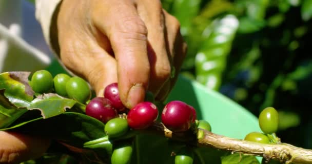 Man Hand Picks Red Grown Coffee Grounds Coffee Plant — Stock video