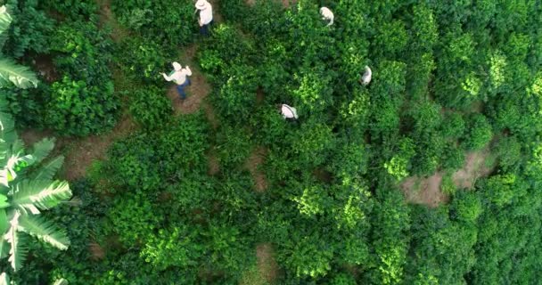 Farmers Picking Ripe Coffee Grounds Coffee Farm Colombia — Stock video