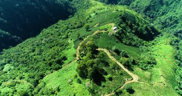 Wide Verdant Mountains Covered Long Trees Grasslands — Stock videók