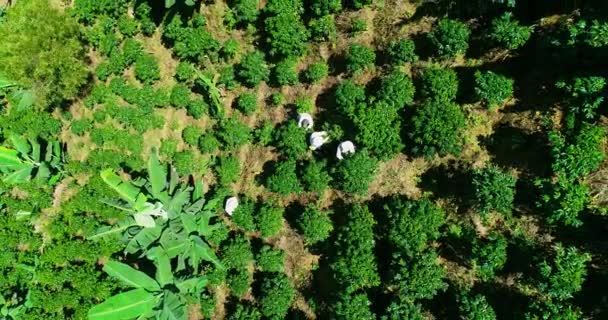 Close Aerial View Farmers Working Wide Colombian Coffee Farm — Stok video