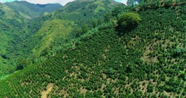 Колумбійський Природний Вид Ряд Гір Посаджених Кавою — стокове відео