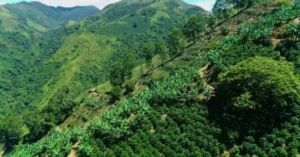 Ένα Γραφικό Τοπίο Από Μεγάλα Βουνά Φυτεμένα Θάμνους Καφέ — Αρχείο Βίντεο