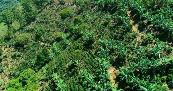 Drone Shot Very Inclined Mountain Planted Coffee Trees — Stockvideo
