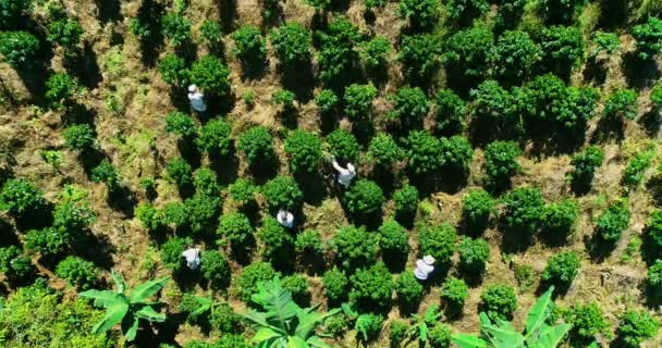 Steady Shot Colombian Farmers Picking Coffee Beans Plants — 图库视频影像