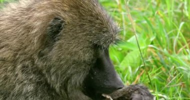 Serengeti 'de çim çiğneyen babun maymununa yakından bakın..