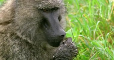 Aç bir Tanzanyalı maymunun yemek yediğini gösteren sabit bir çekim..
