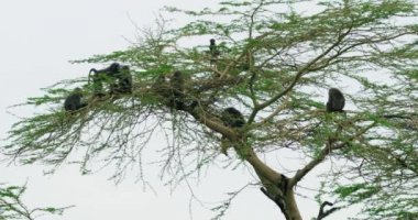 Küçük bir Tanzanya Babun sürüsü dinlenmek ve oynamak için ağaca tırmanıyor..
