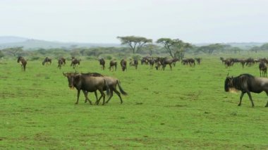 Afrika 'nın Serengeti bölgesinde bir çok kahverengi antilop toplanıyor..