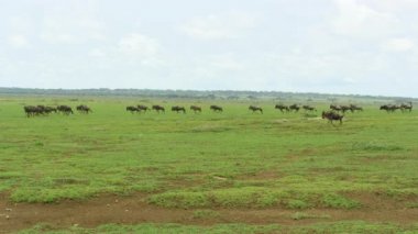 Çok sayıda antilop uçsuz bucaksız topraklarda birlikte koşuyor..