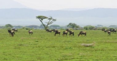 Serengeti 'nin dünya mirası bölgesinde otlayan Tanzanya antilopları.