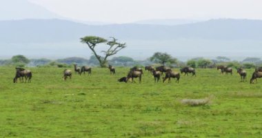 Serengeti 'de bahar otlarını yiyen büyük kahverengi bir gnu sürüsü..