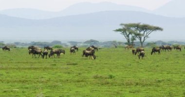 Serengeti 'nin dünya mirası sahasındaki antilopların görüntüleri..