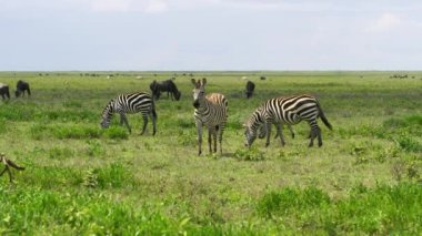 Zebra ve Afrika antilopları vahşi doğada güneşli bir günün tadını çıkarıyorlar..