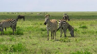 Afrika antilopları ve Zebralar geniş çayırlarda otluyorlar..
