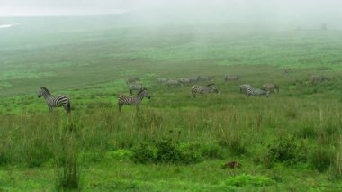 Bulutlu bir günde geniş bir çayırda küçük bir zebra sürüsü..