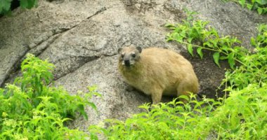 A frightened roch daman animal staring cautiously with its small eyes.