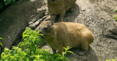 Two dassie animals standing on a rock while one is eating a plant.