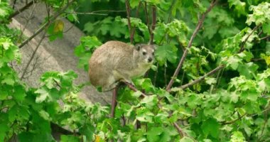A Rock hyrax hanging to a broken branch that gets shaken by the wind.