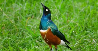 A dazzling blue and brown Superb starling bird walking on grassland.
