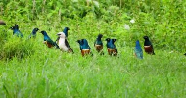 A flock of Superb starling birds standing in a meadow in Serengeti.