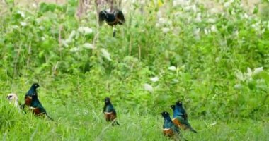 Blue superb starling birds standing as another one flies above them.